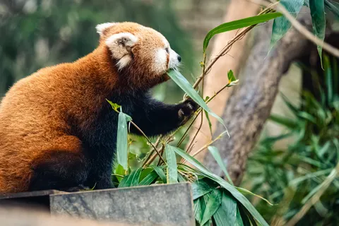 Rode Panda 4K-achtergrond · animals · 3840×2560