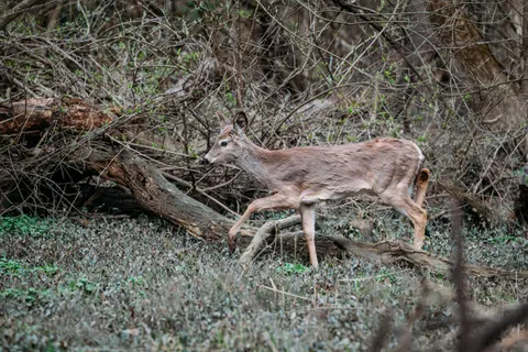 Fondo de pantalla Ciervo 4K · animals · 3840×2563