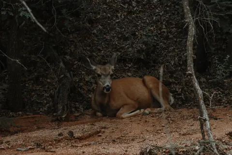 Fondo de pantalla Ciervo 4K · animals · 3840×2560