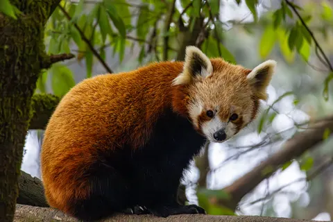 Fond d'écran Panda roux 4K · animals · 3840×2560