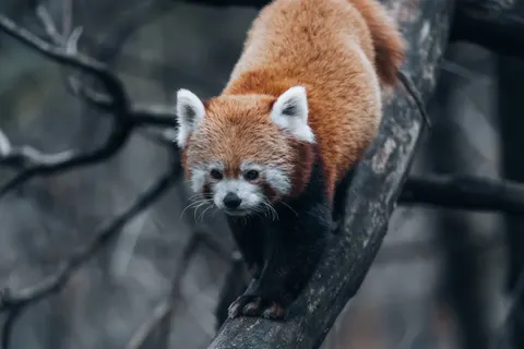 레서판다 4K 배경화면 · animals · 3840×2560