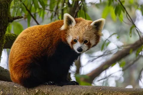 레서판다 4K 배경화면 · animals · 3840×2560