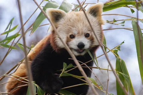 Rode Panda 4K-achtergrond · animals · 3840×2560