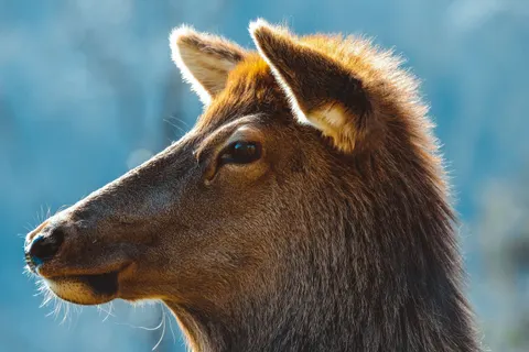 Fond d'écran Cerf 4K · animals · 3840×2560