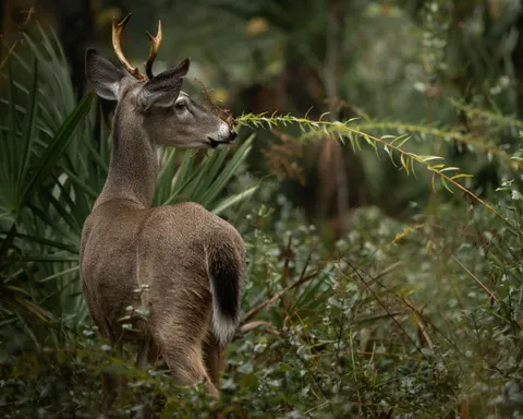 Deer 4K Wallpaper · animals · 3840×3072