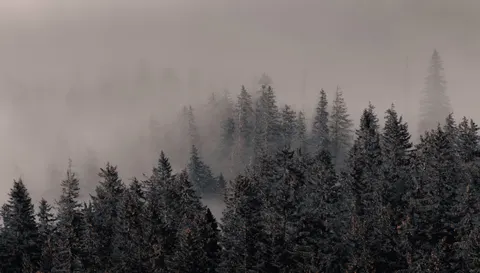 Foggy Forest 4K Wallpaper · nature · 3840×2186