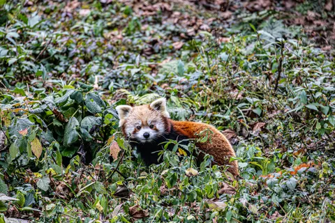 Sfondo Panda Rosso 4K · animals · 3840×2560