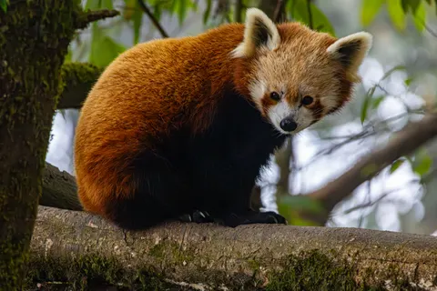 Roter Panda 4K Hintergrundbild · animals · 3840×2560