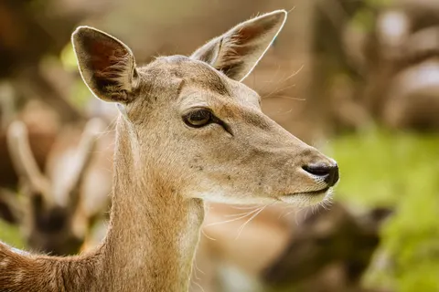 Hirsch 4K Hintergrundbild · animals · 3840×2560
