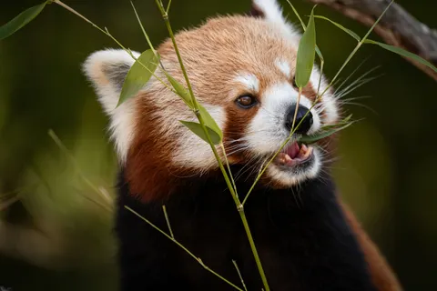 Rode Panda 4K-achtergrond · animals · 3840×2560