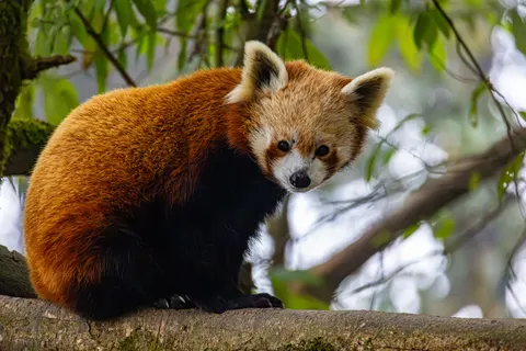 Обои Красная панда 4K · animals · 3840×2560