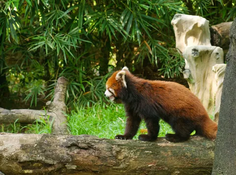 Roter Panda 4K Hintergrundbild · animals · 3840×2840