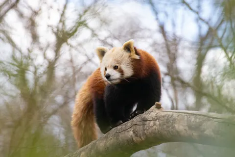Sfondo Panda Rosso 4K · animals · 3840×2560