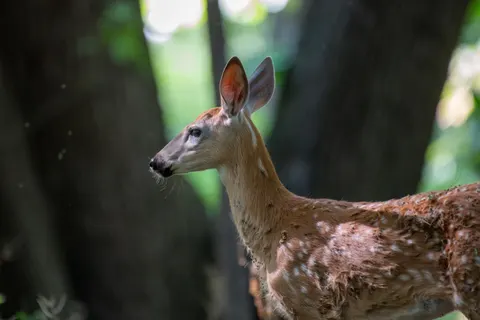 خلفية غزال بدقة 4K · animals · 3840×2560