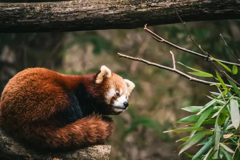 Rode Panda 4K-achtergrond · animals · 3840×2560
