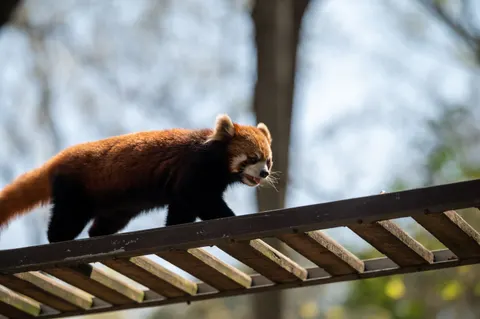 Roter Panda 4K Hintergrundbild · animals · 3840×2555