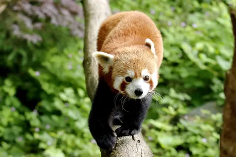 Rode Panda 4K-achtergrond · animals · 3840×2560