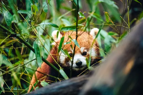Sfondo Panda Rosso 4K · animals · 3840×2560
