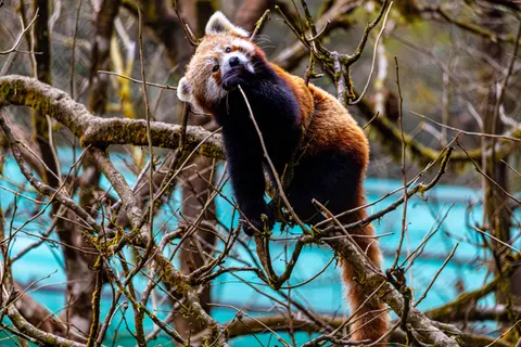 Rode Panda 4K-achtergrond · animals · 3840×2560