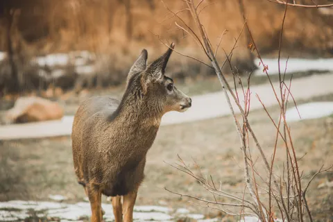 鹿 4K壁紙 · animals · 3840×2560