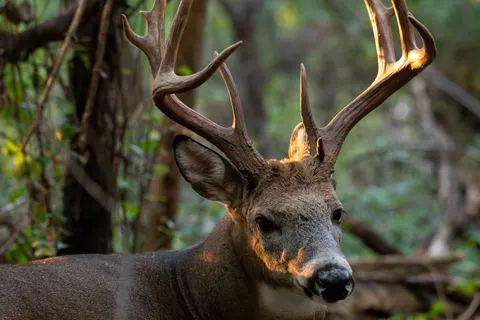 Deer 4K Wallpaper · animals · 3840×2560