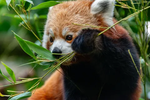 Kızıl Panda 4K Duvar Kağıdı · animals · 3840×2563