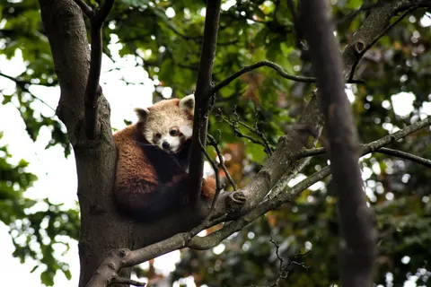 Sfondo Panda Rosso 4K · animals · 3840×2563