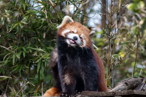 Wallpaper Panda Merah 4K · animals · 3840×2560