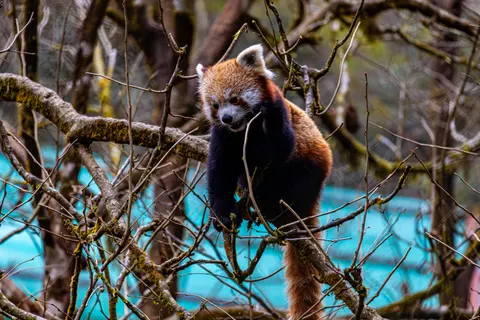 Fond d'écran Panda roux 4K · animals · 3840×2560