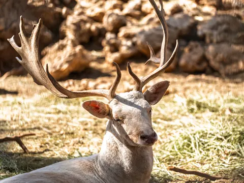 Hirsch 4K Hintergrundbild · animals · 3840×2880
