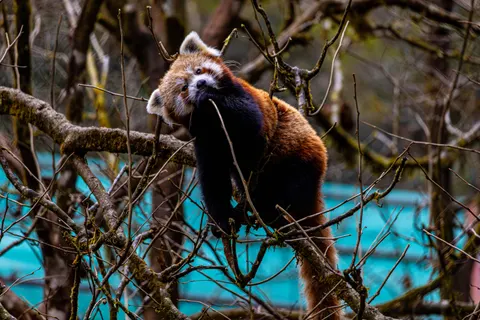 Fond d'écran Panda roux 4K · animals · 3840×2560