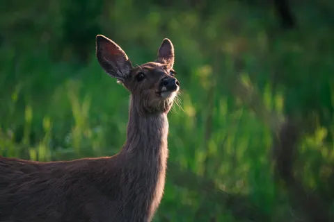 Papel de parede Cervo 4K · animals · 3840×2563