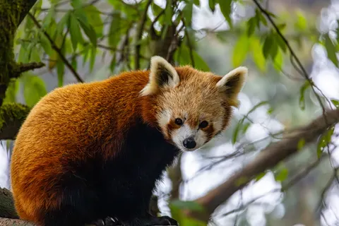 Rode Panda 4K-achtergrond · animals · 3840×2560
