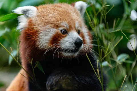 Обои Красная панда 4K · animals · 3840×2563