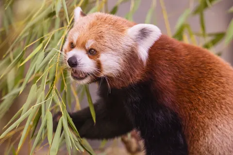 레서판다 4K 배경화면 · animals · 3840×2561