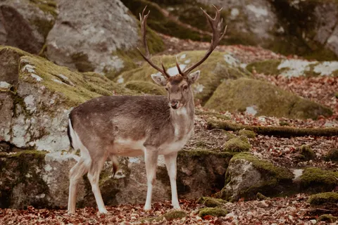 Hirsch 4K Hintergrundbild · animals · 3840×2560
