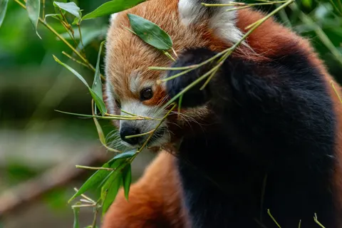 लाल पांडा 4K वॉलपेपर · animals · 3840×2563