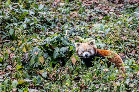 Kızıl Panda 4K Duvar Kağıdı · animals · 3840×2560