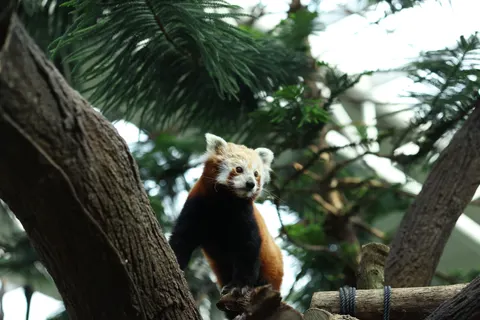 Sfondo Panda Rosso 4K · animals · 3840×2561