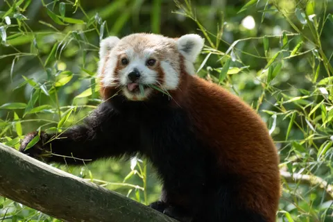 Sfondo Panda Rosso 4K · animals · 3840×2560