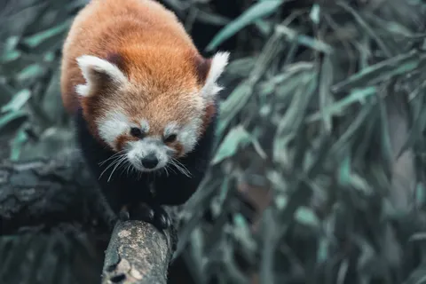 Rode Panda 4K-achtergrond · animals · 3840×2560
