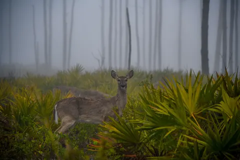 Fond d'écran Cerf 4K · animals · 3840×2560