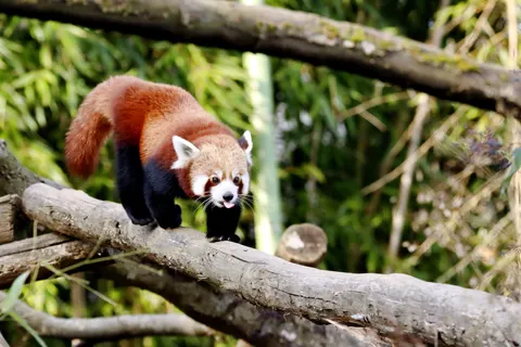 Обои Красная панда 4K · animals · 3840×2560
