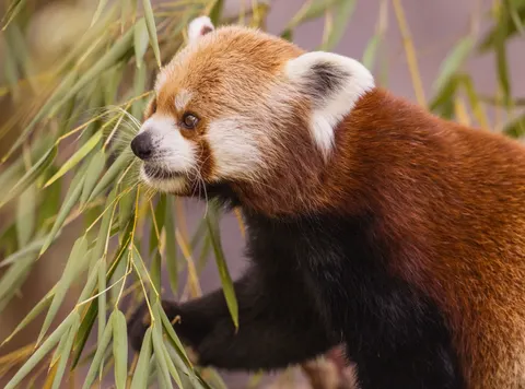 Fondo de pantalla Panda Rojo 4K · animals · 3840×2846