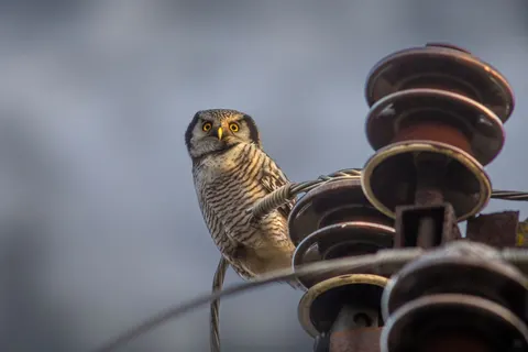 Owl 4K Wallpaper · animals · 3840×2563