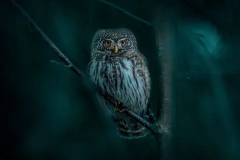 Owl 4K Wallpaper · animals · 3840×2561