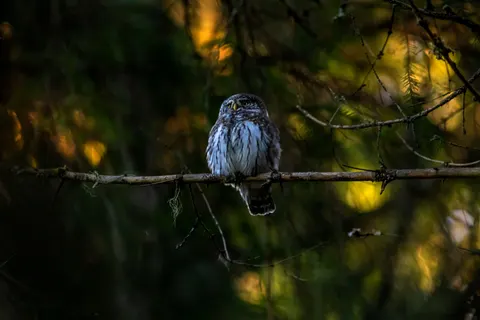 Owl 4K Wallpaper · animals · 3840×2560