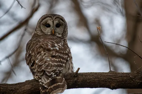 خلفية بومة بدقة 4K · animals · 3840×2560