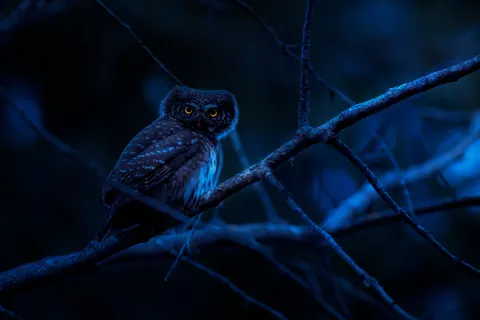 Owl 4K Wallpaper · animals · 3840×2560