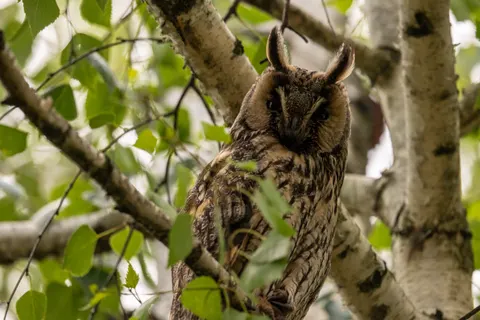 Fond d'écran Hibou 4K · animals · 3840×2562